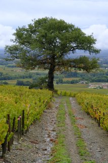 Le Chêne du Py de Morgon